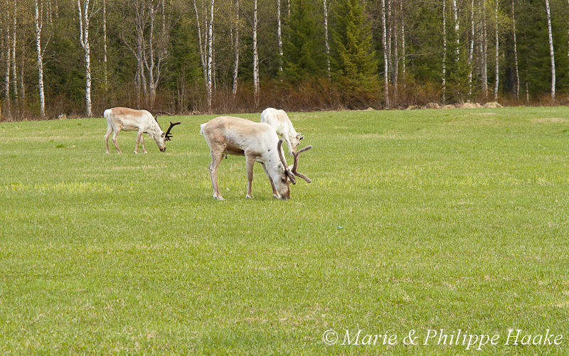 Renne 0690.jpg - Rennes, reindeers (Norvège, mai 2012)